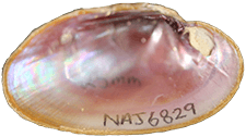 Toxolasma cylindrellus male inner 
