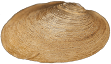 Toxolasma cylindrellus male outer