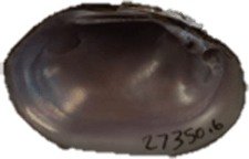 Toxolasma lividum female inner