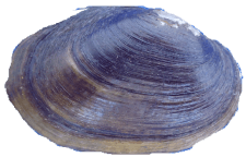 Toxolasma lividum male outer
