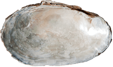 Toxolasma parvum