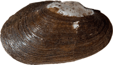 Toxolasma parvum