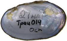 Toxolasma paulum female inner