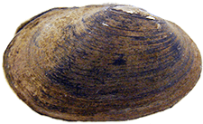Toxolasma paulum female outer