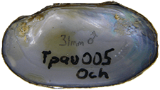 Toxolasma paulum male inner 