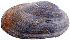 Toxolasma paulum male outer