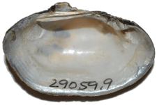 Toxolasma pullus female inner