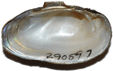 Toxolasma pullus male inner 