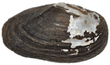 Toxolasma pullus male outer