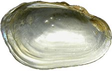 Toxolasma texasiense female inner