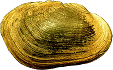 Toxolasma texasiense female outer