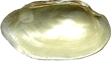 Toxolasma texasiense male inner 