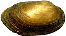 Toxolasma texasiense male outer