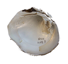 Tritogonia nobilis