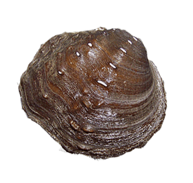 Tritogonia nobilis