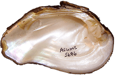 Tritogonia verrucosa female inner