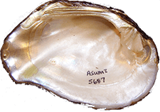 Tritogonia verrucosa male inner 