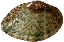 Truncilla donaciformis