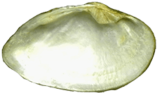 Truncilla macrodon