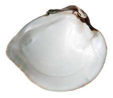 Truncilla truncata