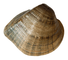 Truncilla truncata