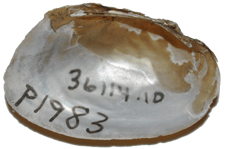 Uniomerus carolinianus female inner