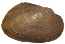 Uniomerus carolinianus female outer
