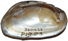 Uniomerus carolinianus male inner 