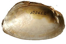 Uniomerus columbensis