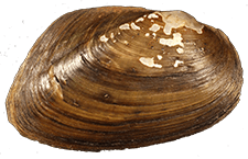 Uniomerus columbensis