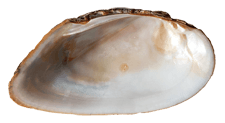 Uniomerus declivis