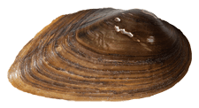 Uniomerus declivis