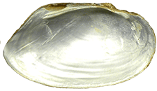 Uniomerus tetralasmus