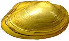 Uniomerus tetralasmus