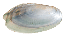 Utterbackia imbecillis