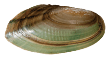 Utterbackia imbecillis