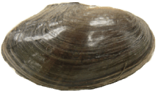 Utterbackia peggyae