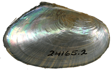 Utterbackia peninsularis