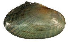 Utterbackia peninsularis