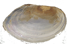 Utterbackiana couperiana