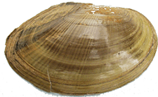 Utterbackiana couperiana