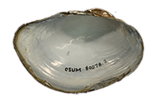 Utterbackiana hartfieldorum