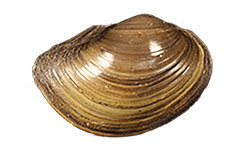 Utterbackiana hartfieldorum