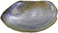 Utterbackiana heardi