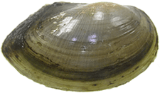 Utterbackiana heardi