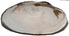 Utterbackiana implicata