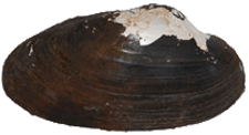 Utterbackiana implicata