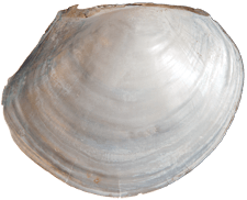Utterbackiana suborbiculata