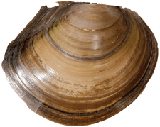 Utterbackiana suborbiculata