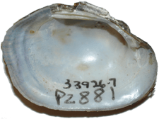 Venustaconcha constricta female inner